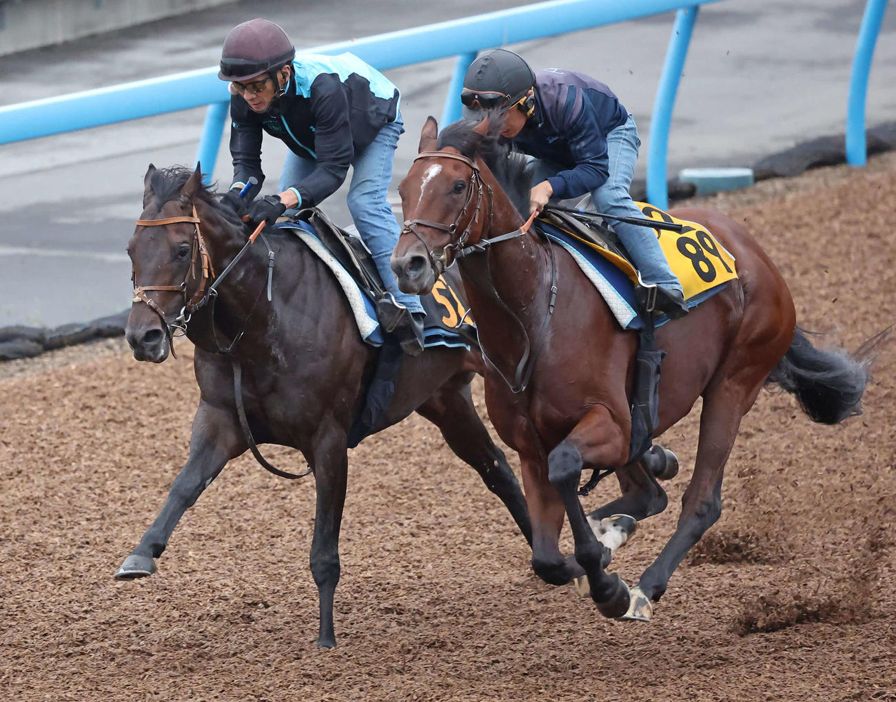 レヴァンジル（左）は美浦ウッドでエスコバルと併せて追い切られた（撮影・丹羽敏通）