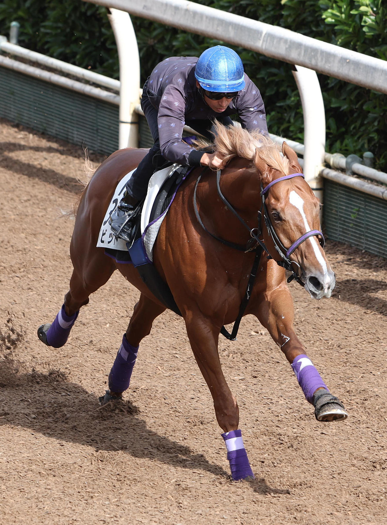 横山典騎手を背に坂路を単走で追い切るバビット（撮影・白石智彦）