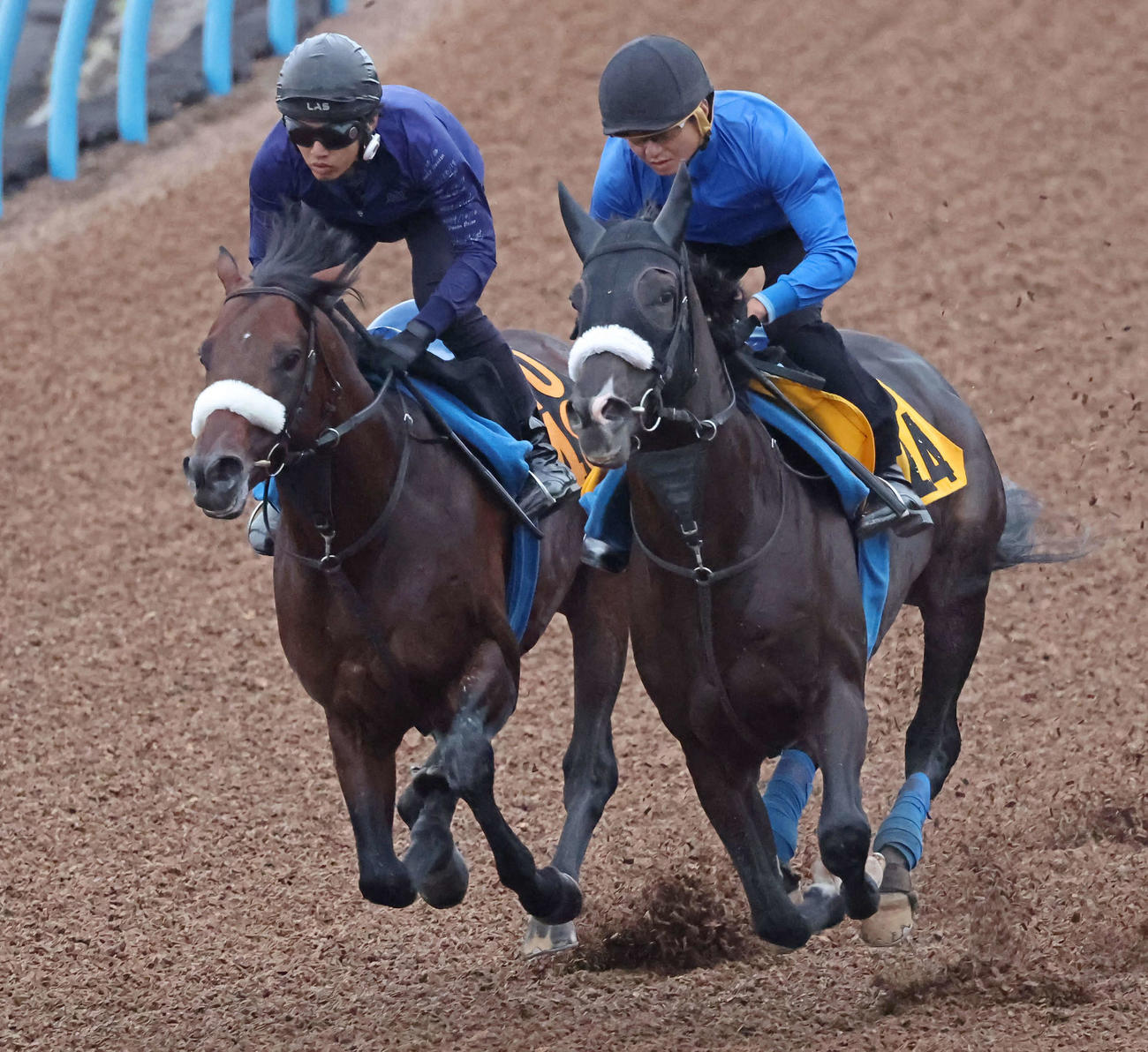 パラレルヴィジョン（左）は美浦ウッドでモーソンピークと併せて追い切られた（撮影・丹羽敏通）