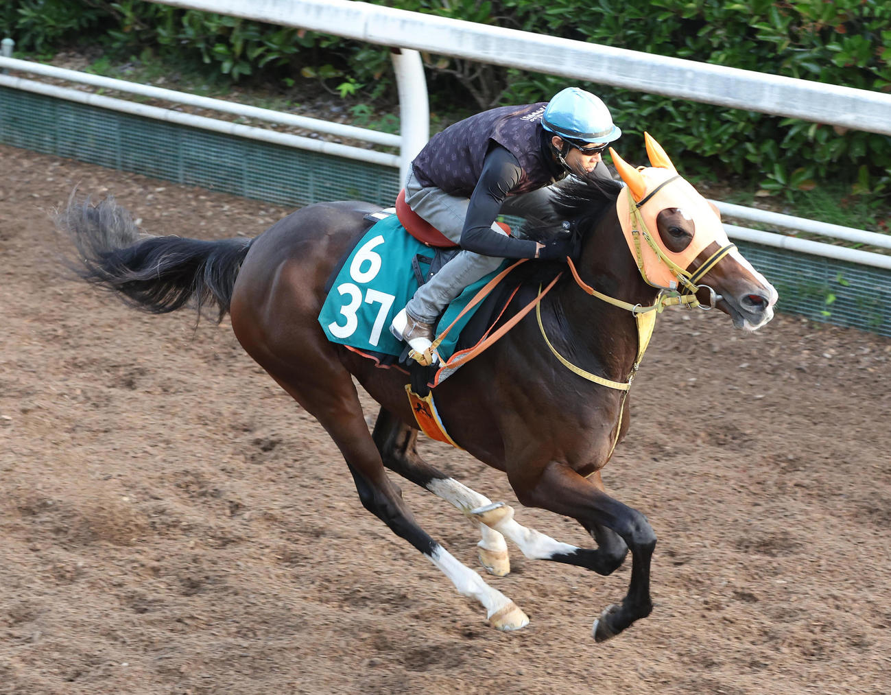 北村友騎手を背に坂路を単走で追い切るバロッサヴァレー（撮影・白石智彦）