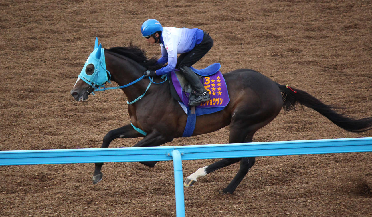 東京ハイジャンプへ向けて調整するオジュウチョウサンと石神騎手（撮影・木南友輔）