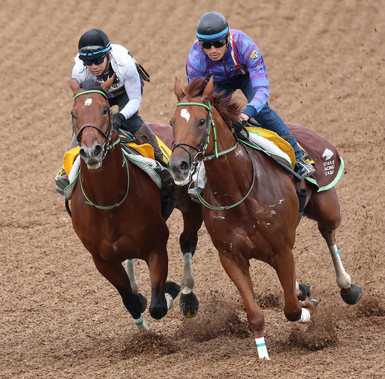 ソーヴァリアント（左）は美浦ウッドでロジペルレストと併せて追い切られた（撮影・丹羽敏通）