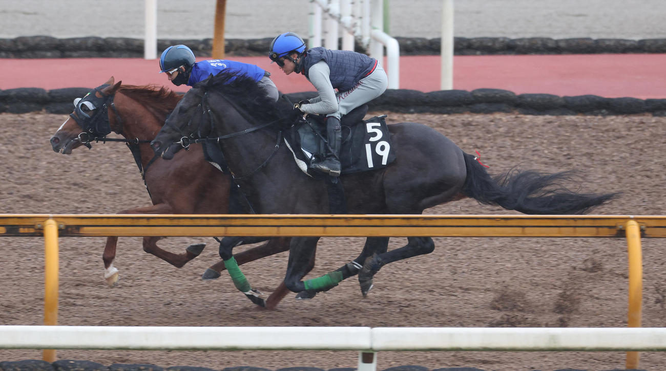 島駿騎手を背にCWコースにて併せ馬で追い切るジャスティンパレス（手前）