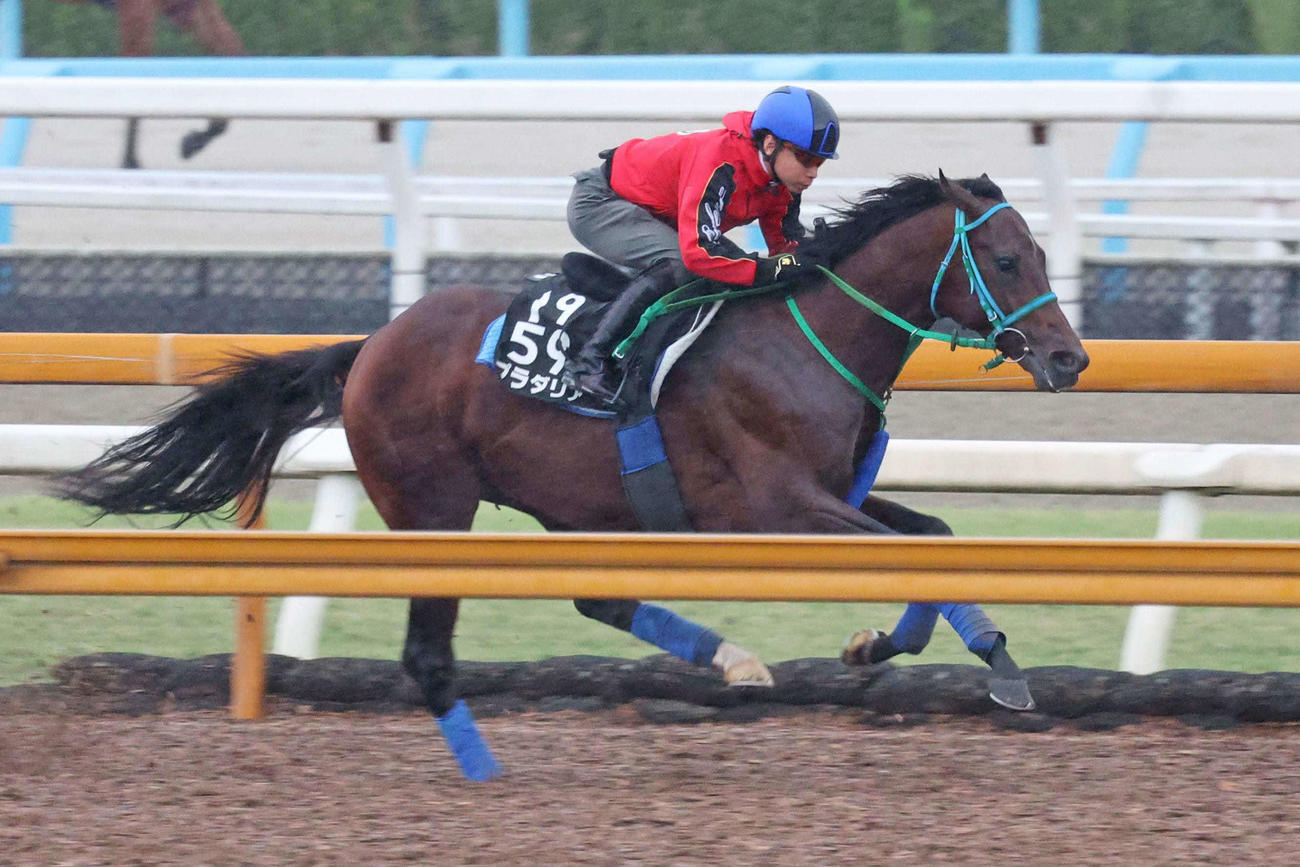 池添謙一騎手が騎乗し、CWコースで速い時計を出したプラダリア