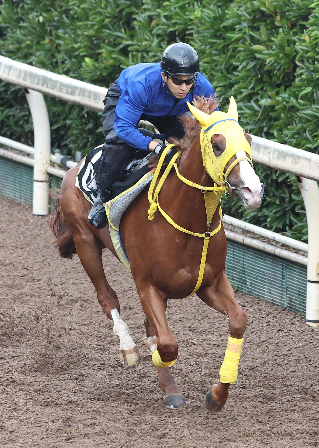 坂路を単走で追い切るボルドグフーシュ（撮影・白石智彦）