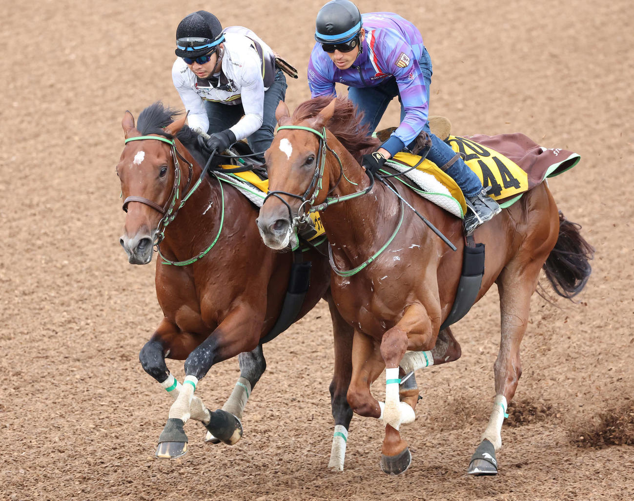 ソーヴァリアント（左）は美浦ウッドでロジペルレストと併せて追い切られた（撮影・丹羽敏通）