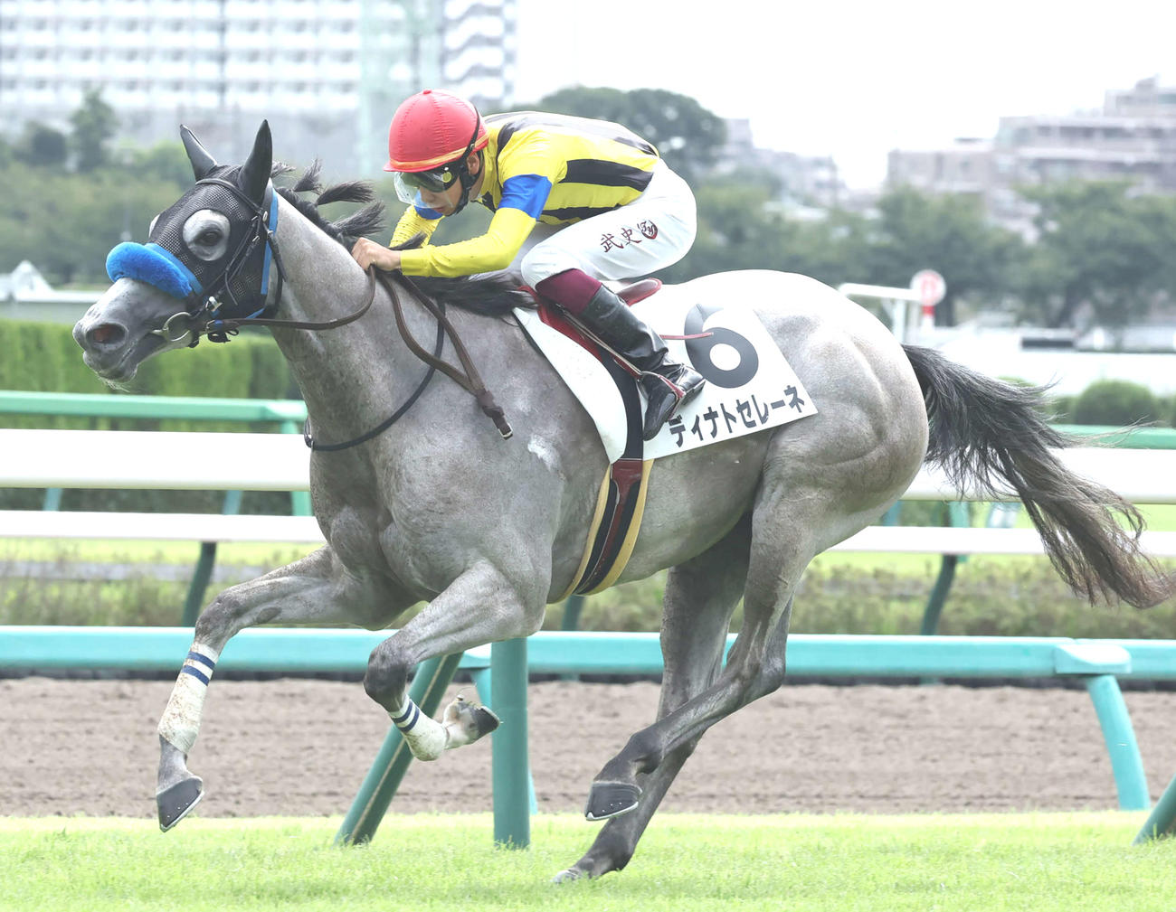 中山2R、2歳未勝利戦を制したディナトセレーネと横山武史騎手（撮影・丹羽敏通）