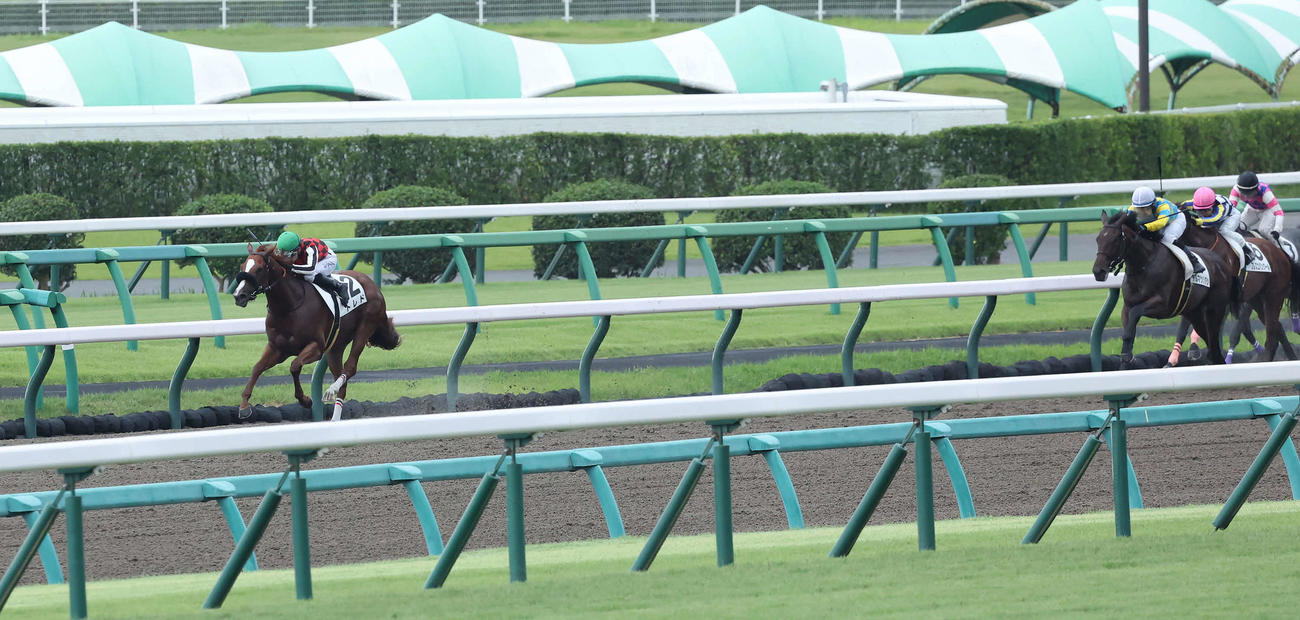 中山3R、新馬戦を快勝したトレドと石川騎手（撮影・丹羽敏通）