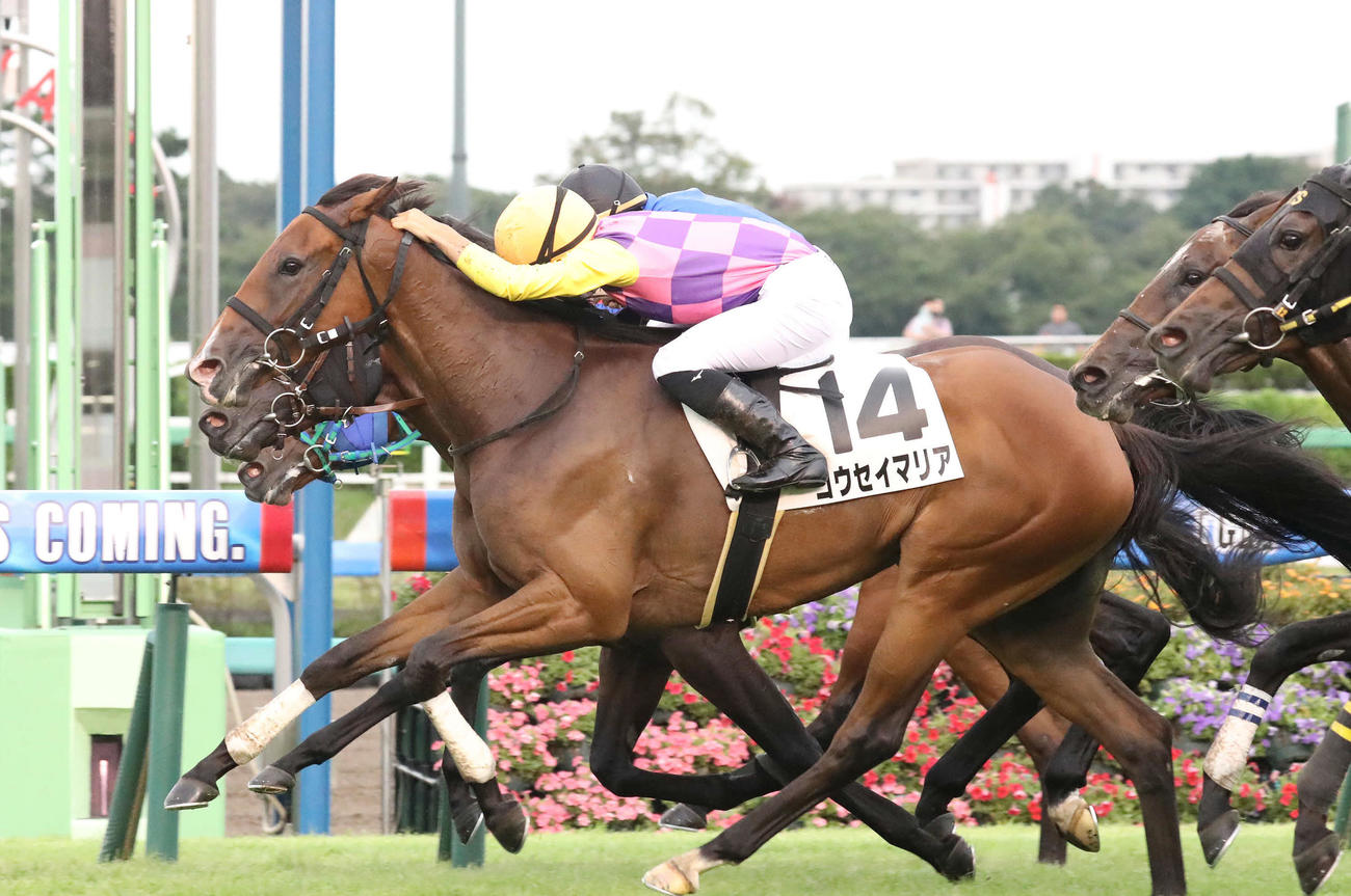 中山5R、2歳新馬戦を制したコウセイマリアと佐々木騎手（撮影・丹羽敏通）