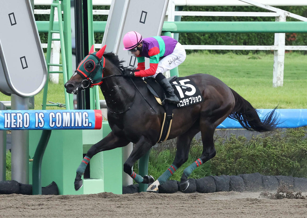 中山11R、ながつきSを制したハコダテブショウと石川騎手（撮影・丹羽敏通）