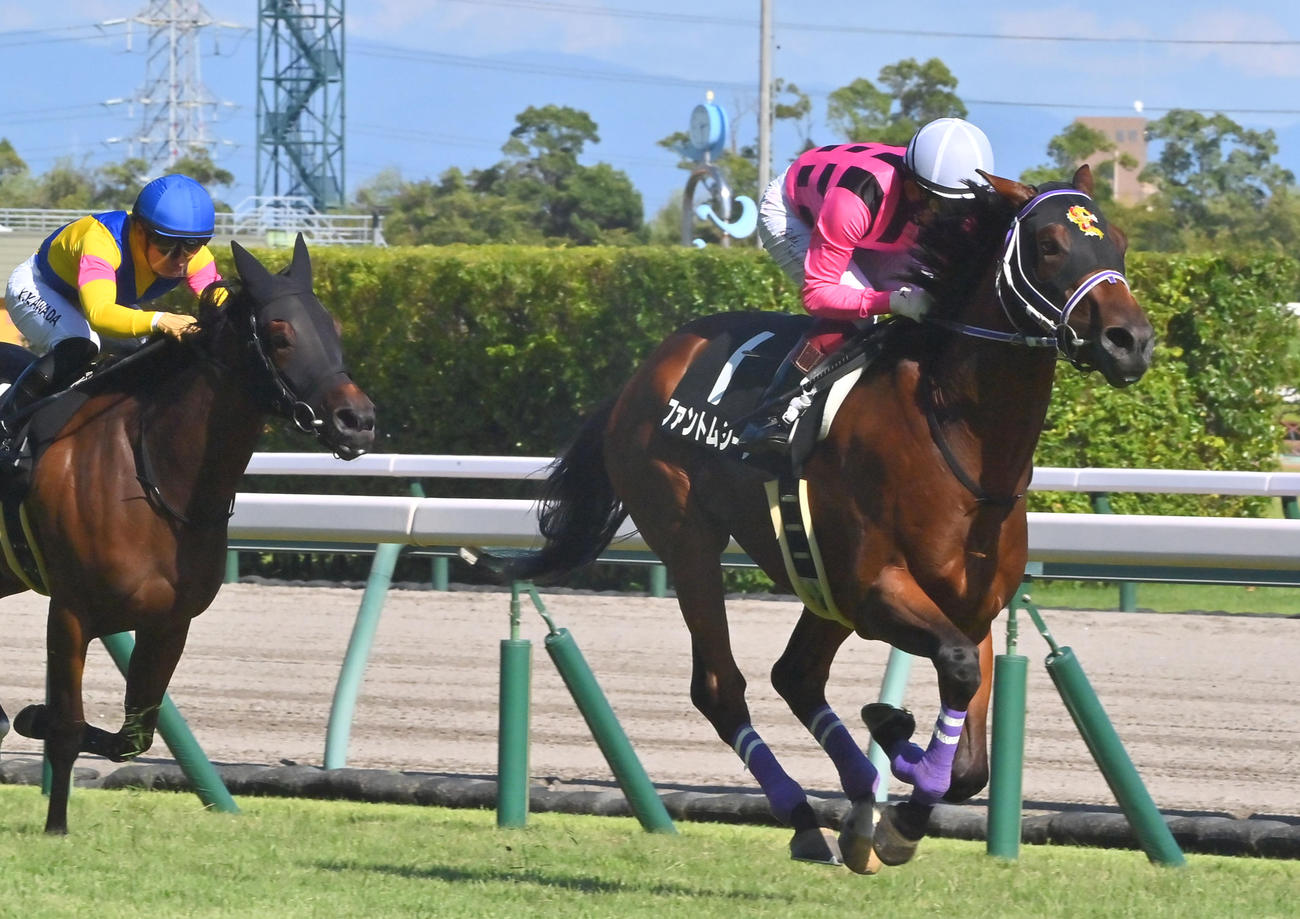直線で抜け出し野路菊Sを制するファントムシーフ（撮影・和賀正仁）