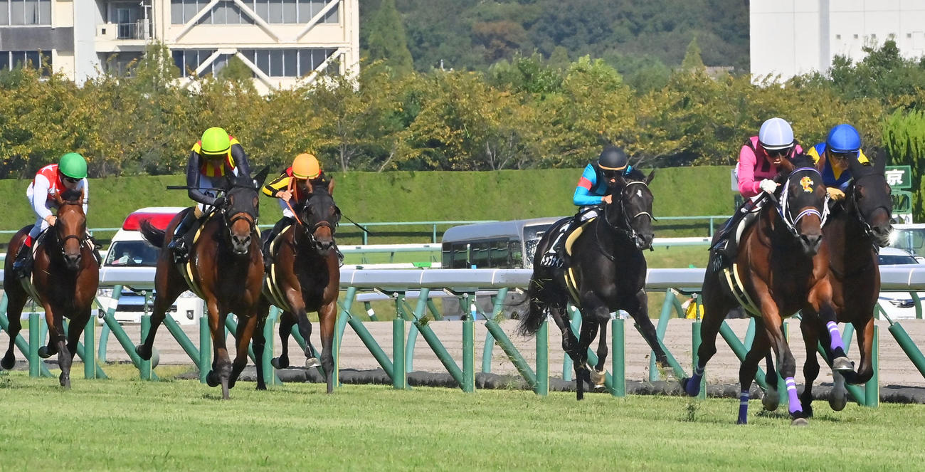 野路菊Sで1番人気ながら最下位に敗れたカルロヴェローチェ（左）（撮影・和賀正仁）