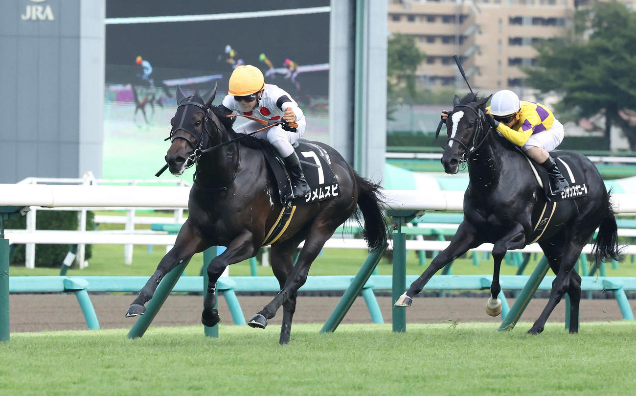 カンナSを制したウメムスビと菅原明騎手（左）（撮影・丹羽敏通）