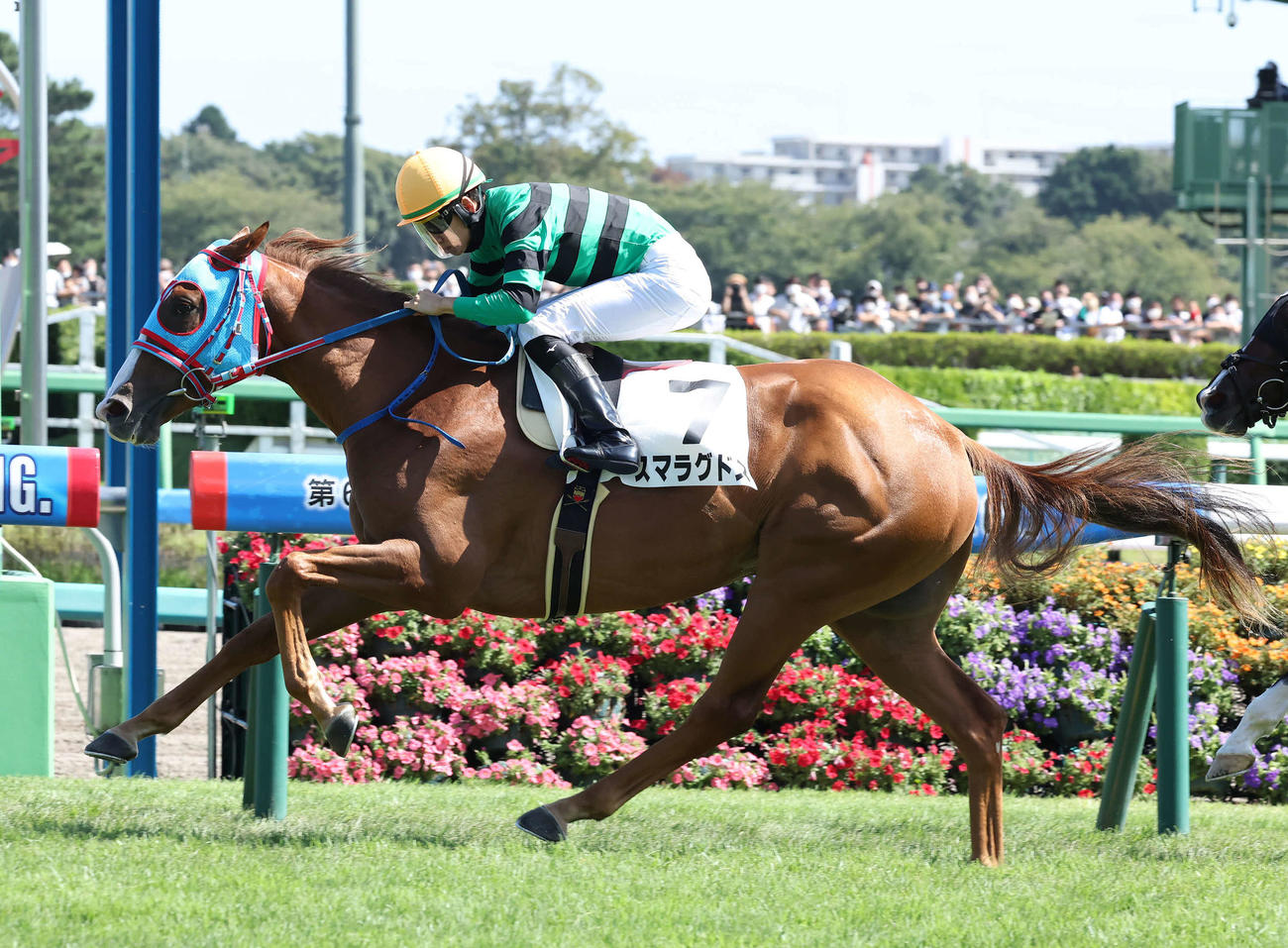 中山5R、2歳新馬戦を制したスマラグドスと松山騎手（撮影・丹羽敏通）