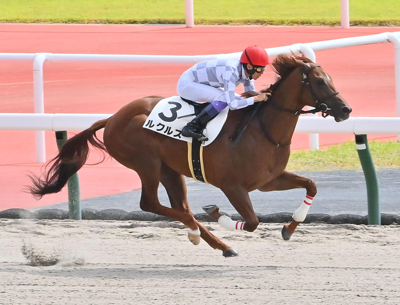 中京4R新馬戦を制したルクルス（撮影・和賀正仁）
