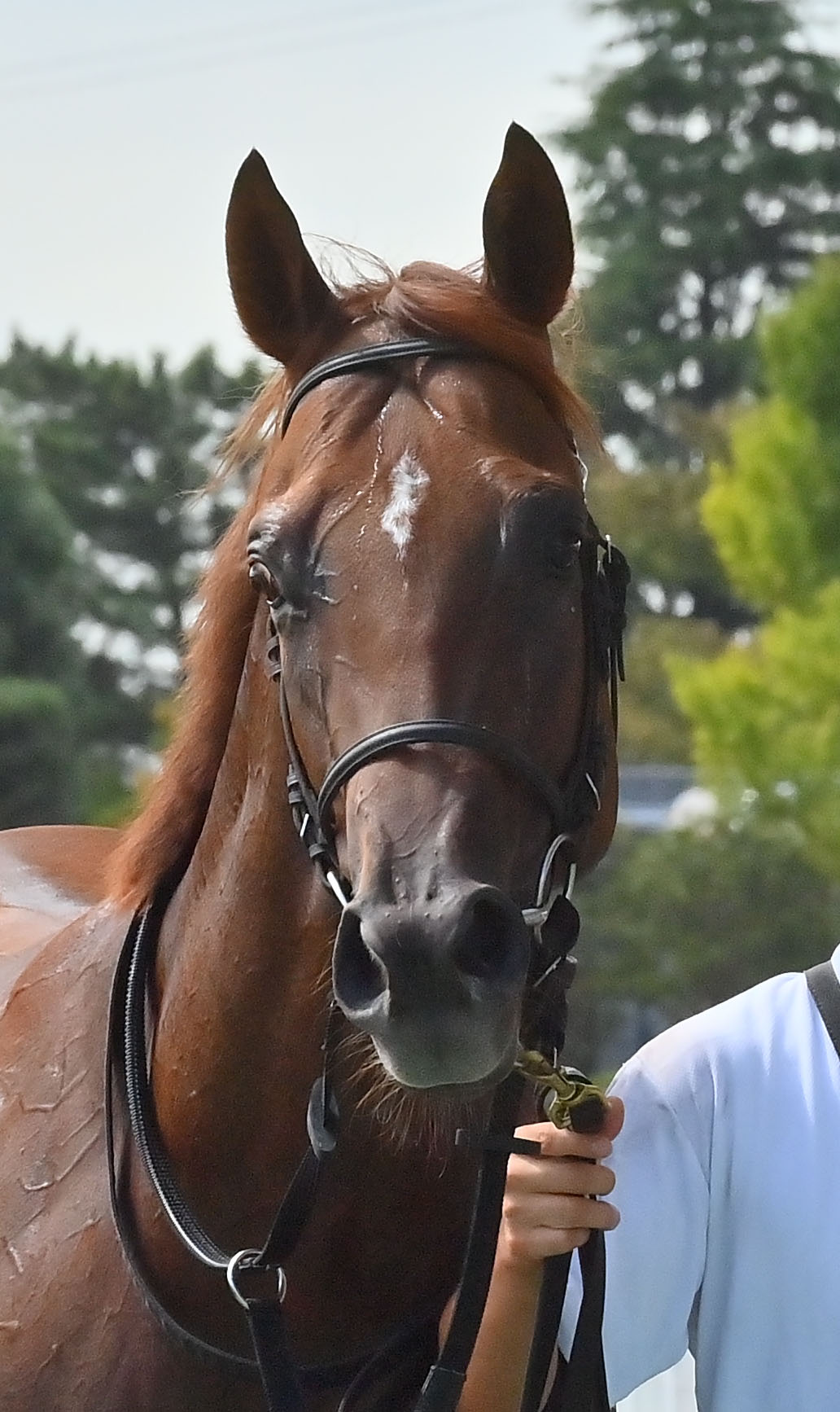 中京4R新馬戦を制したルクルス（撮影・和賀正仁）