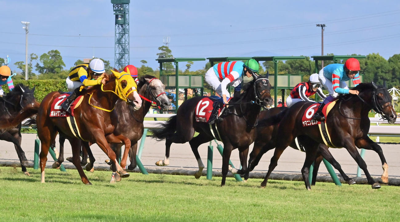 神戸新聞杯3着に入ったボルドグフーシュ（左）（撮影・和賀正仁）