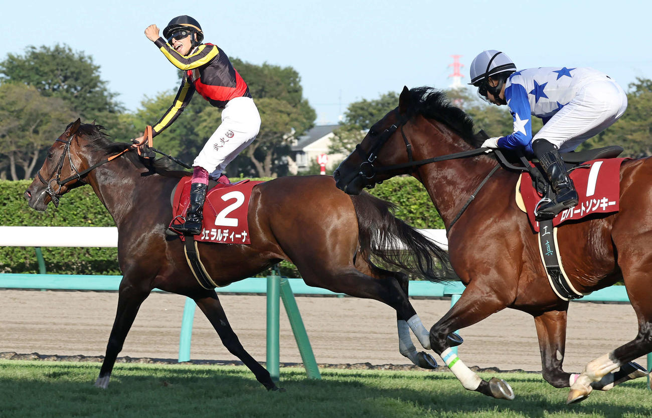 オールカマー2着のロバートソンキー（右）。左は勝ったジェラルディーナ（撮影・丹羽敏通）
