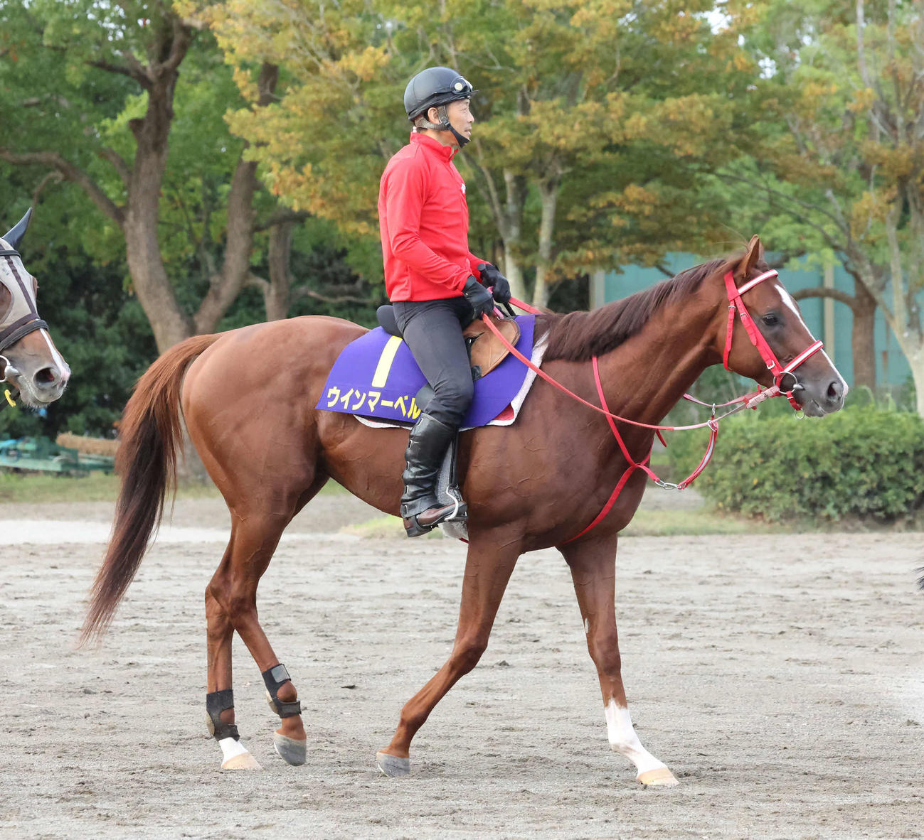 調教を終えて馬場を出るウインマーベル（2022年9月22日撮影）