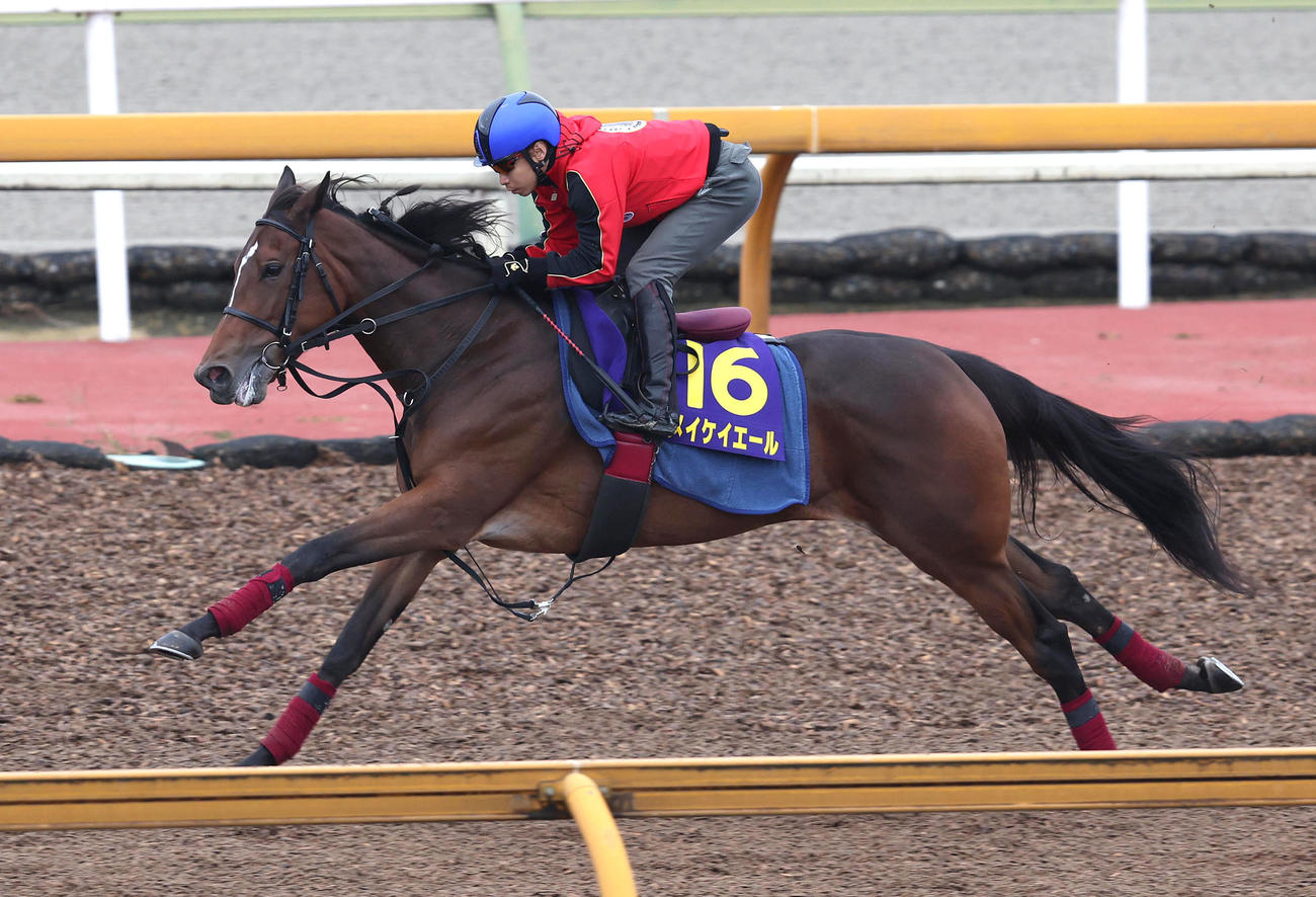 池添騎手を背にCウッドを単走で追い切るメイケイエール（撮影・白石智彦）