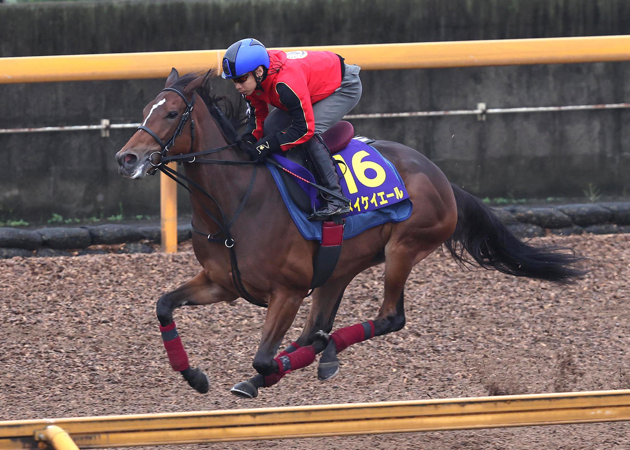池添騎手を背にCウッドを単走で追い切るメイケイエール（撮影・白石智彦）