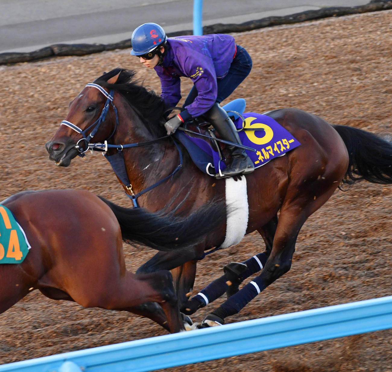 3頭併せで追い切ったシュネルマイスター（撮影・柴田隆二）