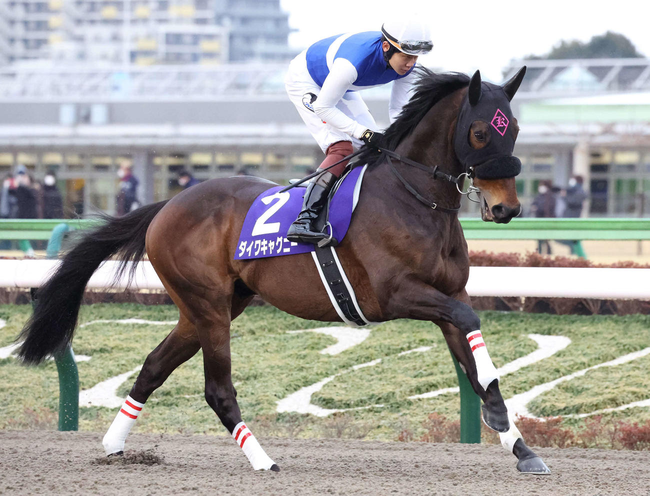 ダイワキャグニー（2022年2月20日撮影）