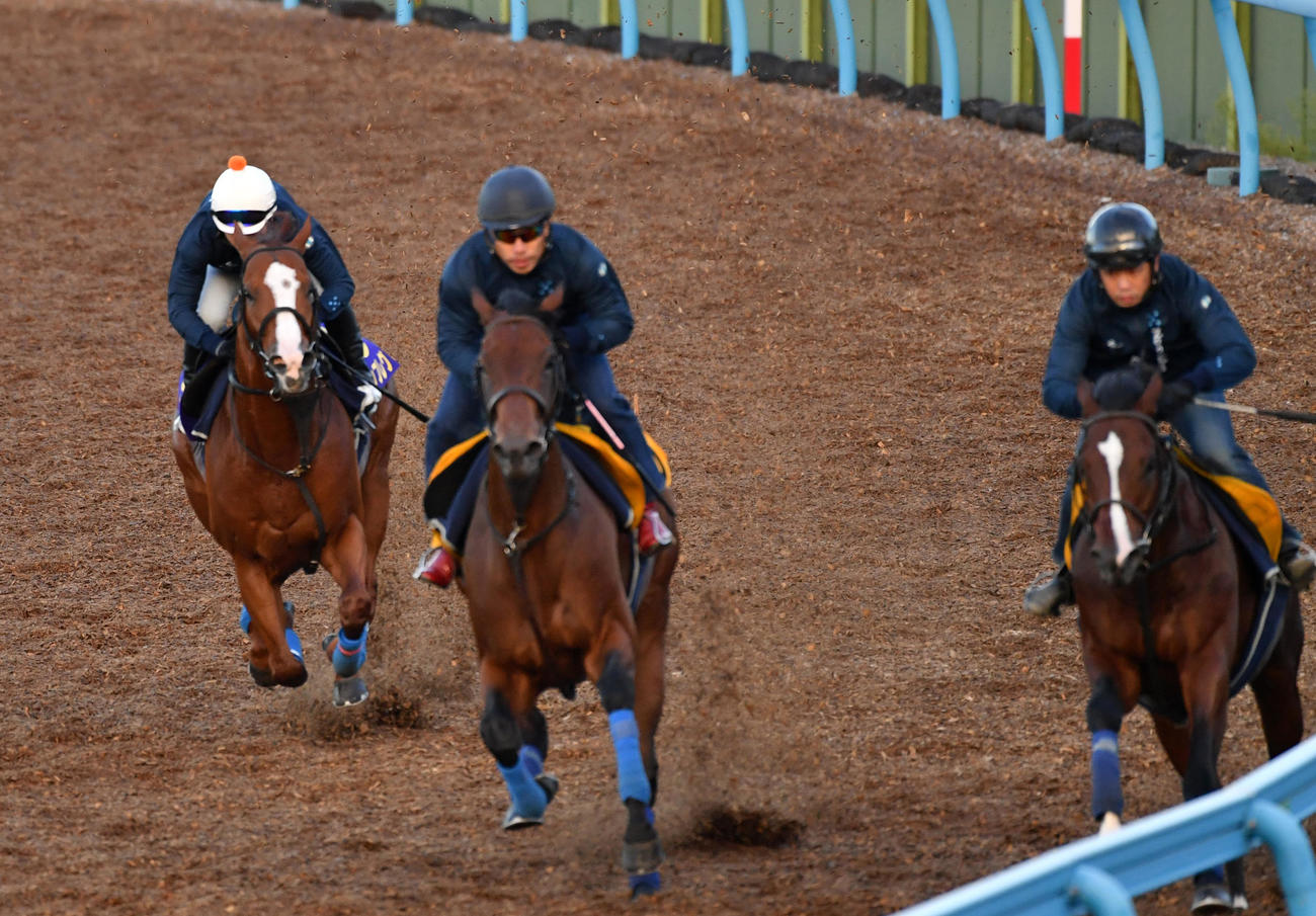 ナランフレグ（左）はバルバレスコ（中央）、ナンヨーヴィヨレと併せて追い切る（撮影・柴田隆二）