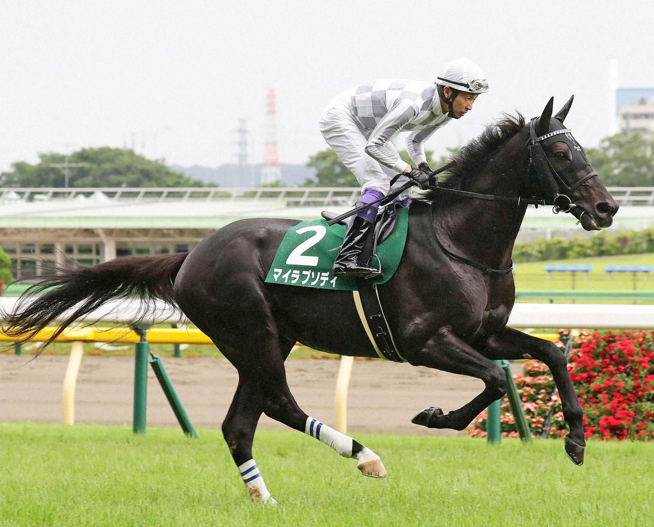 マイラプソディ（2021年6月撮影）