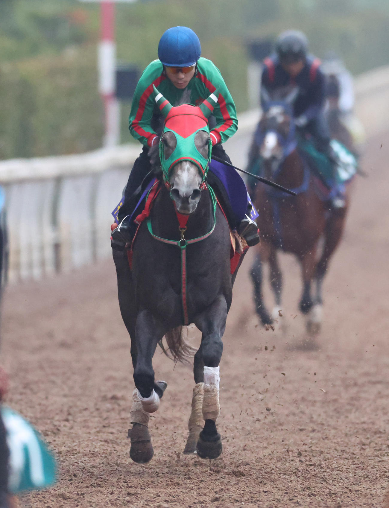 テイエムスパーダ（2022年9月28日撮影）