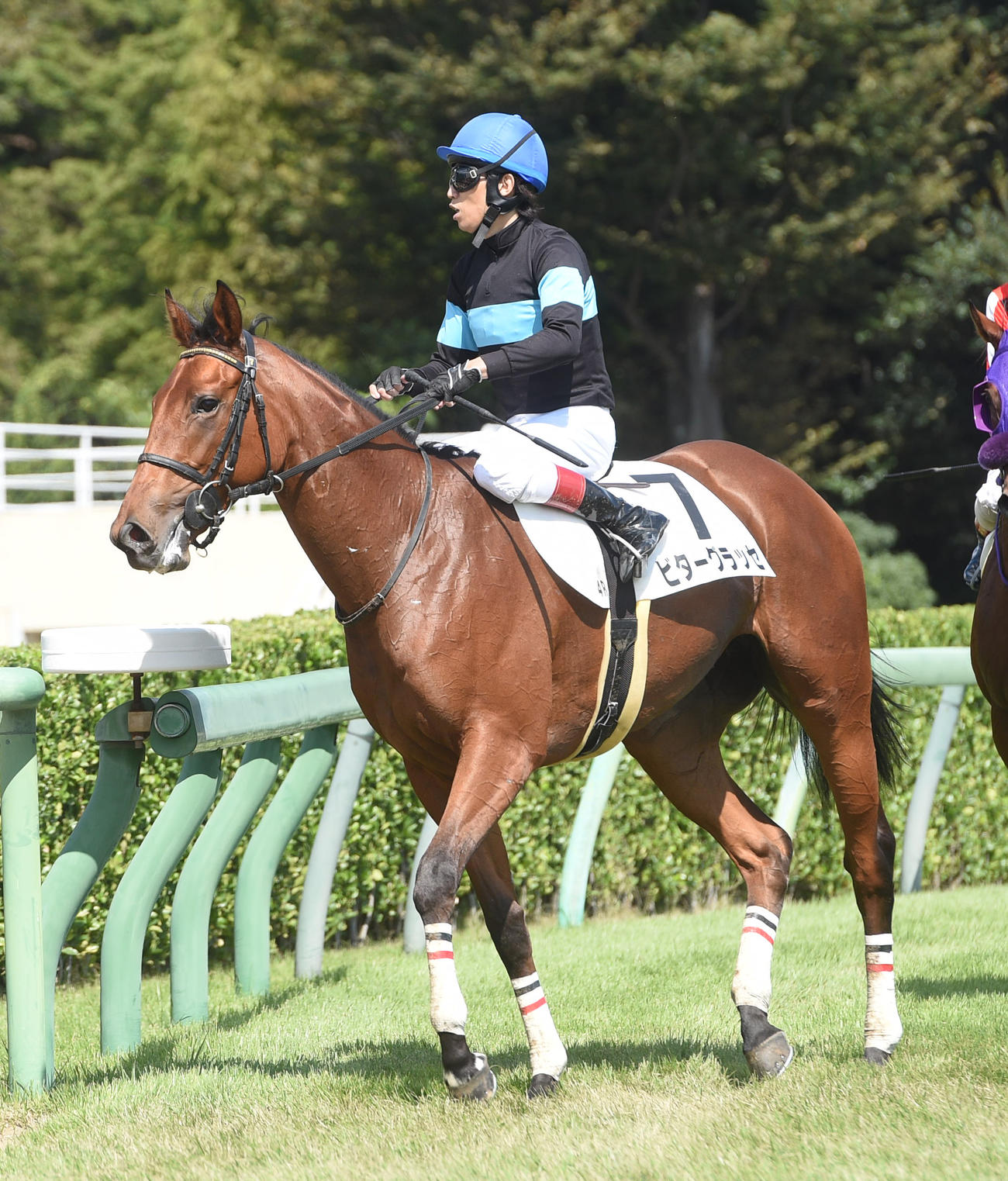 ビターグラッセと田辺裕信騎手（撮影・柴田隆二）