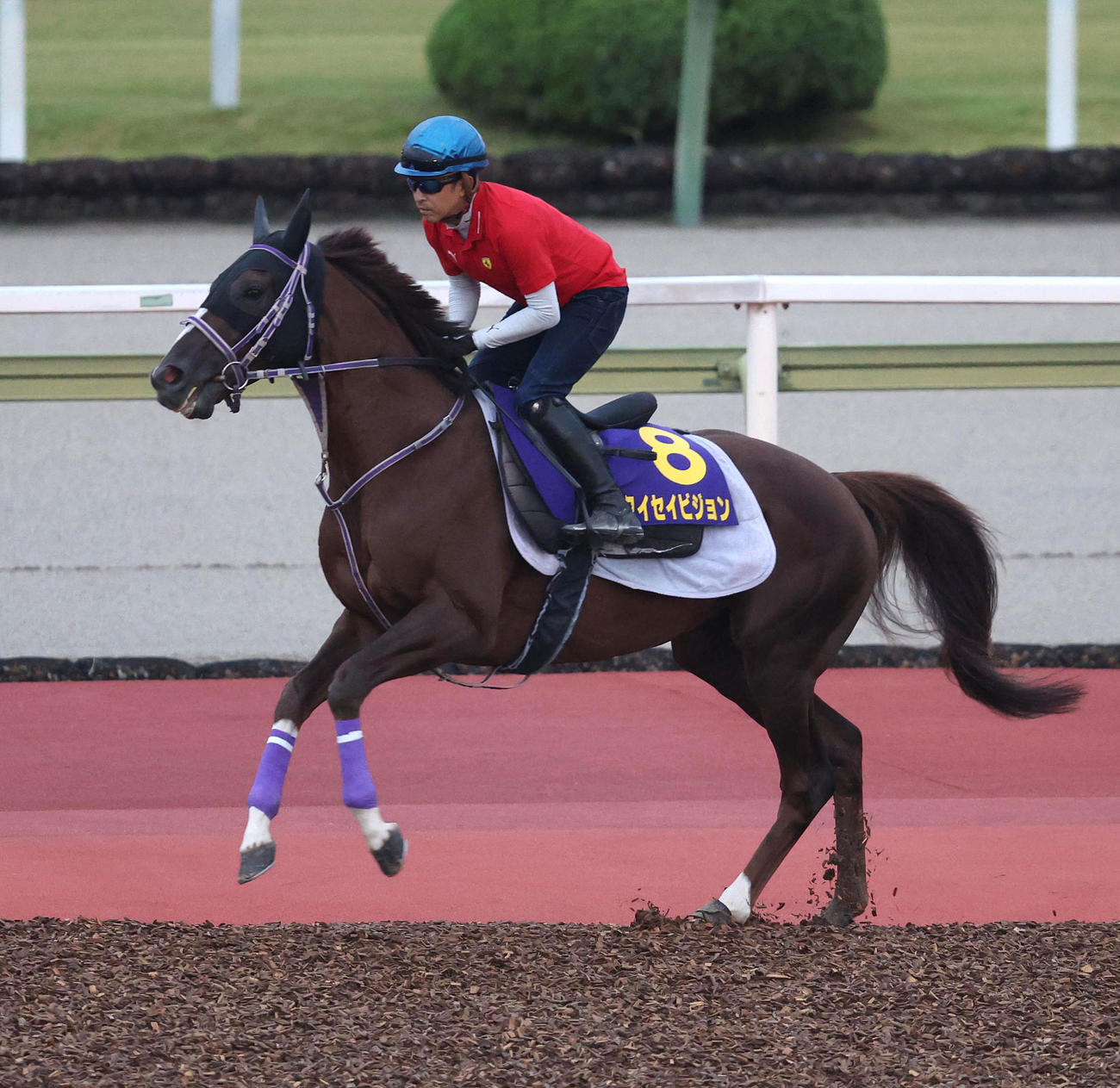 9月28日、福永騎手を背に馬場入りするタイセイビジョン