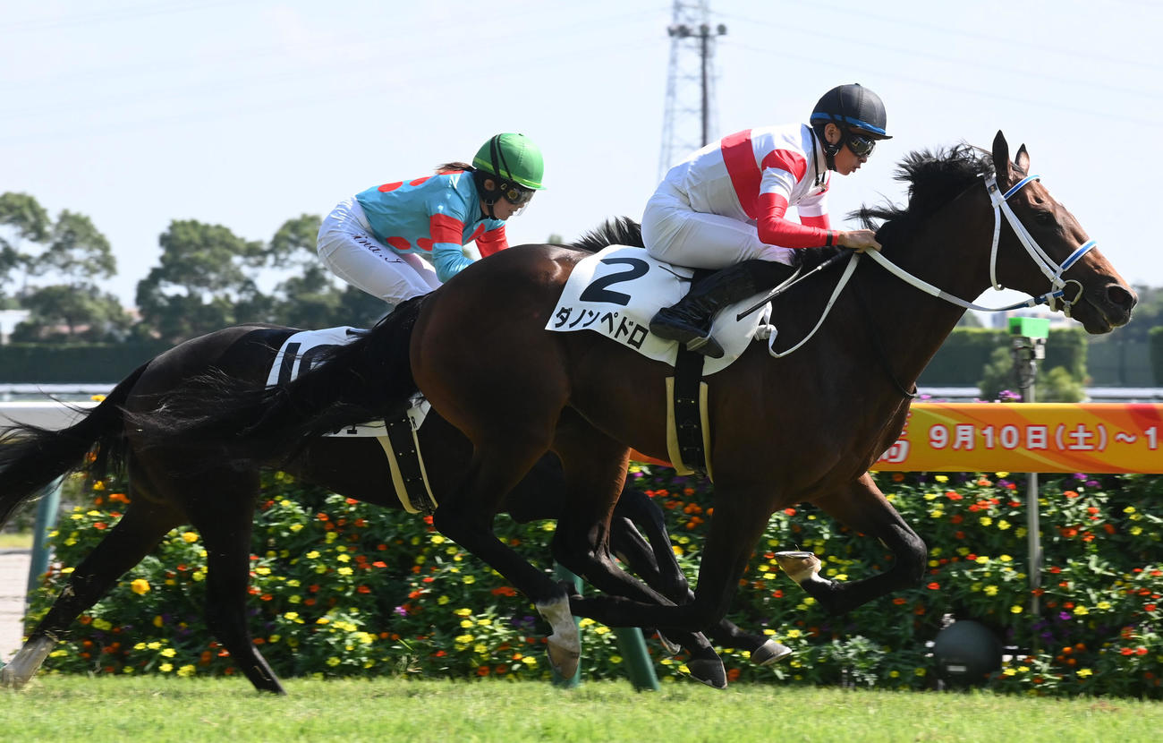 ゴール前抜け出し新馬戦を制したダノンペドロ（撮影・前岡正明）