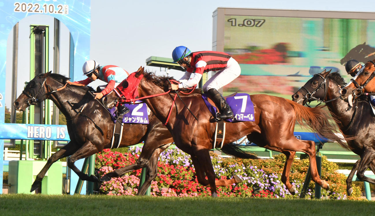 スプリンターズS首差2着に敗れたウインマーベル（撮影・柴田隆二）