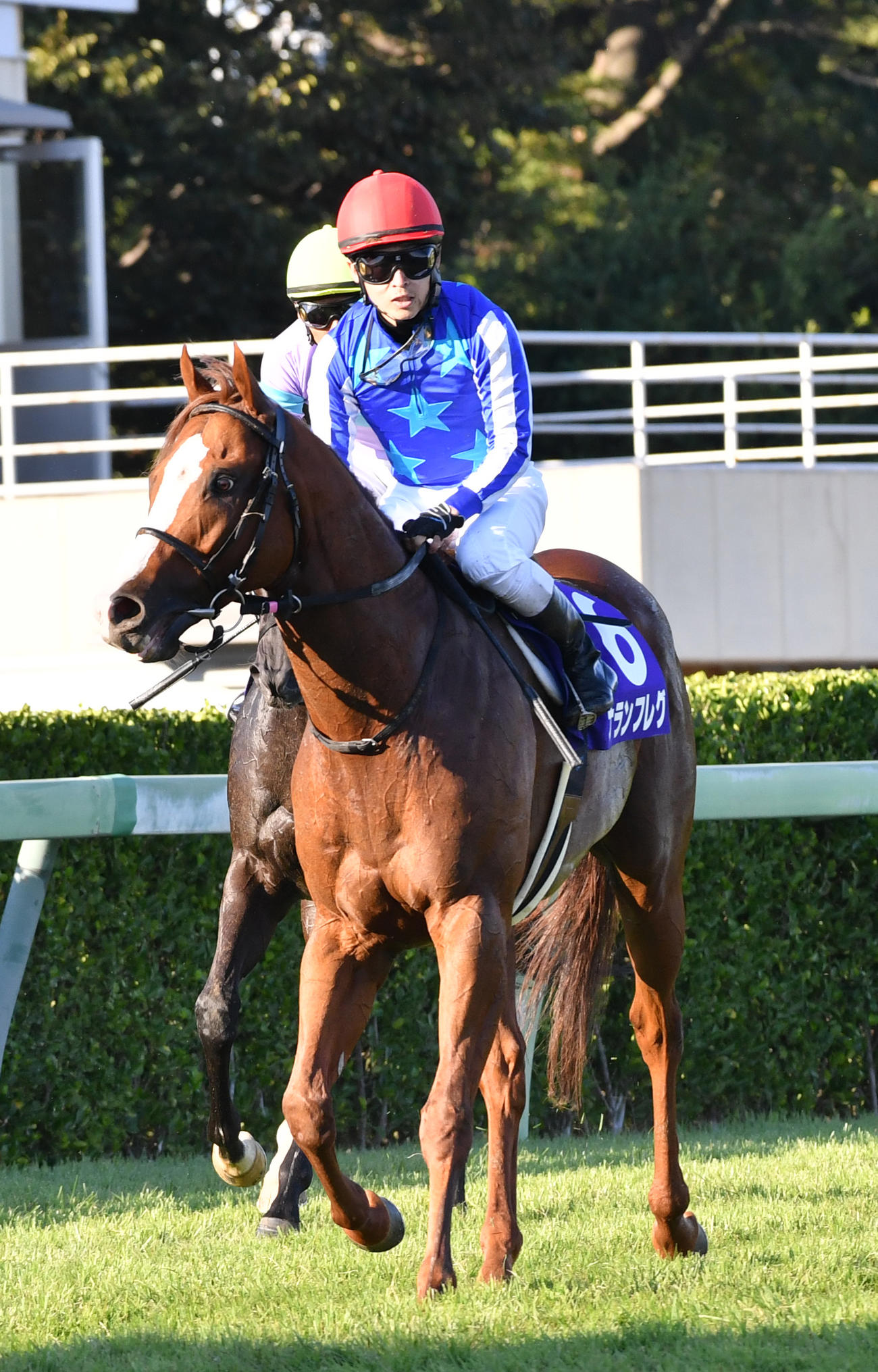スプリンターズSで3着に敗れたナランフレグと丸田騎手（撮影・柴田隆二）