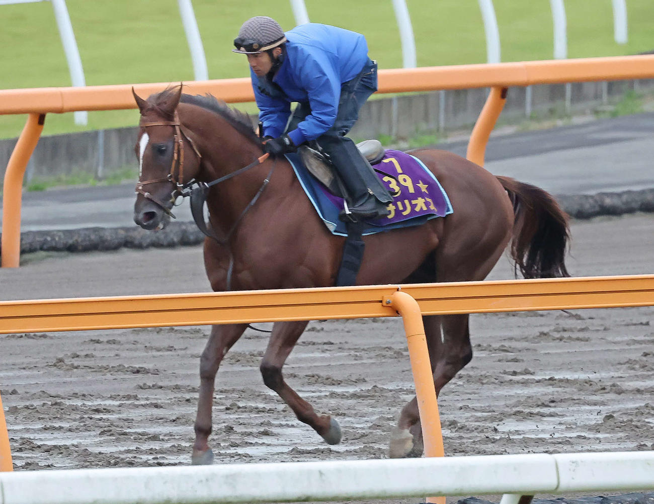ダートコースで運動するサリオス（2022年9月21日撮影）