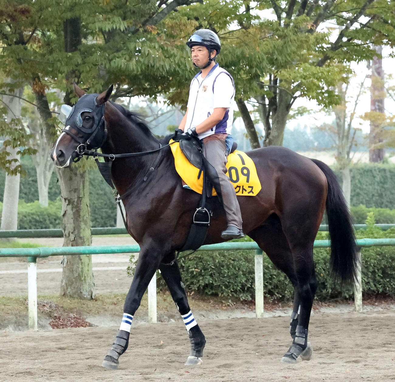 馬場へ向かうアルクトス（撮影・丹羽敏通）