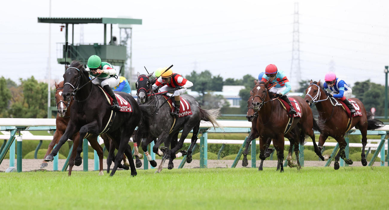 直線鋭く伸びて京都大賞典を制したヴェラアズール（左）（撮影・白石智彦）