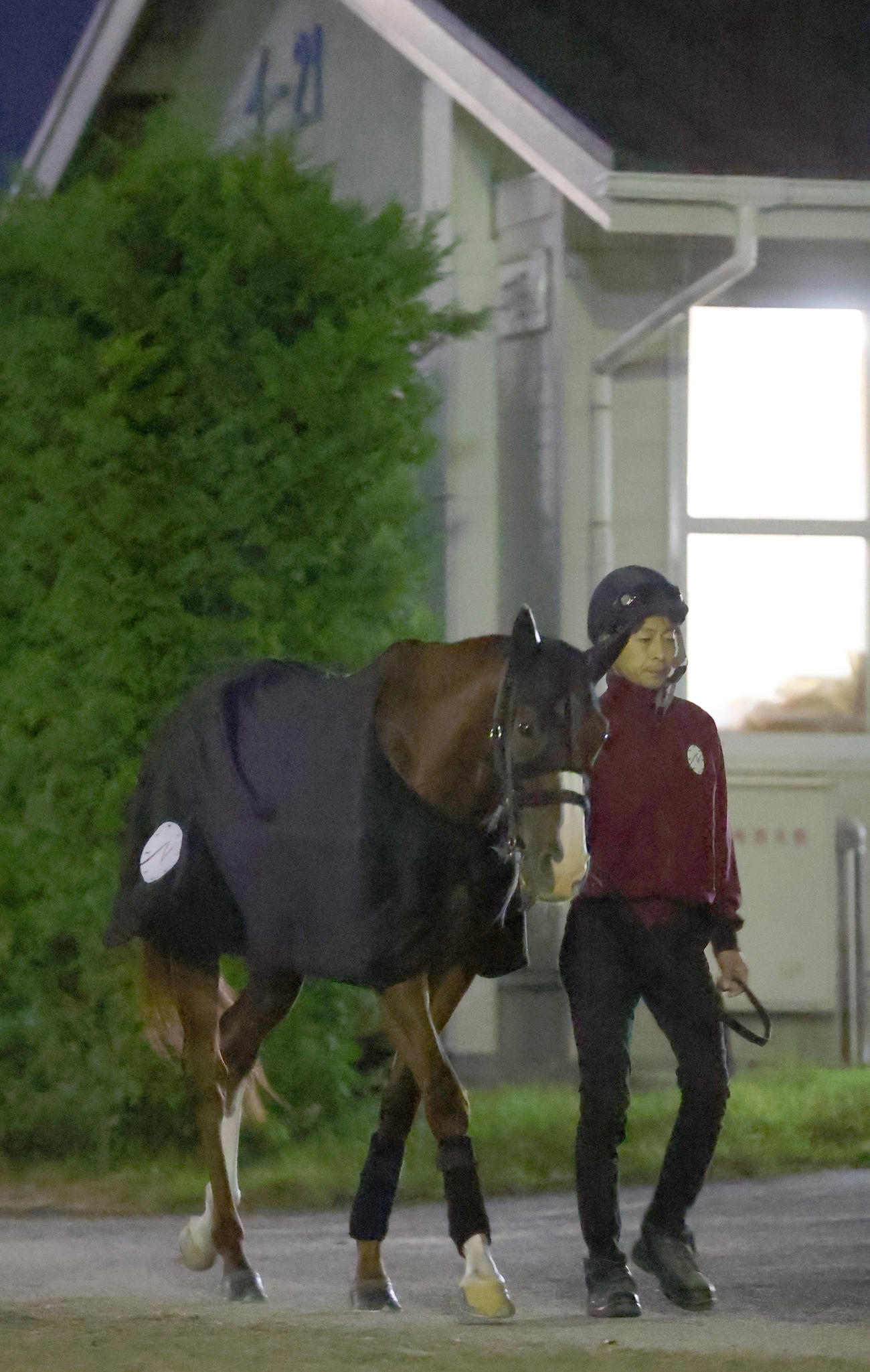 厩舎周りで運動するアートハウス