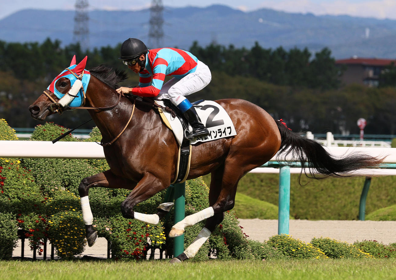 阪神5R新馬戦を制したエイムインライフと浜中騎手（撮影・上山淳一）