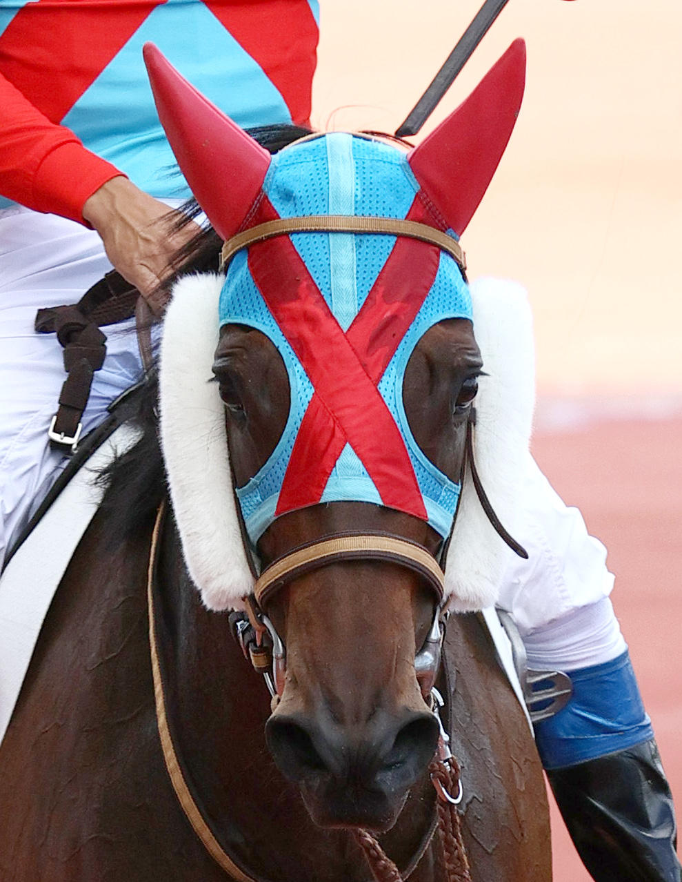 阪神5R新馬戦を制したエイムインライフ（撮影・上山淳一）