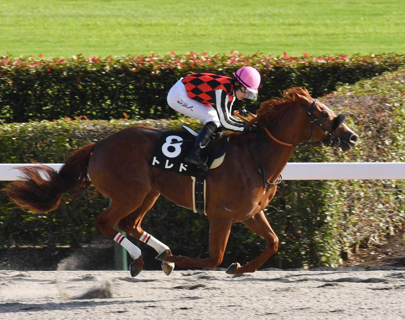 9R、プラタナス賞を制したトレドと石川裕紀人騎手（撮影・柴田隆二）