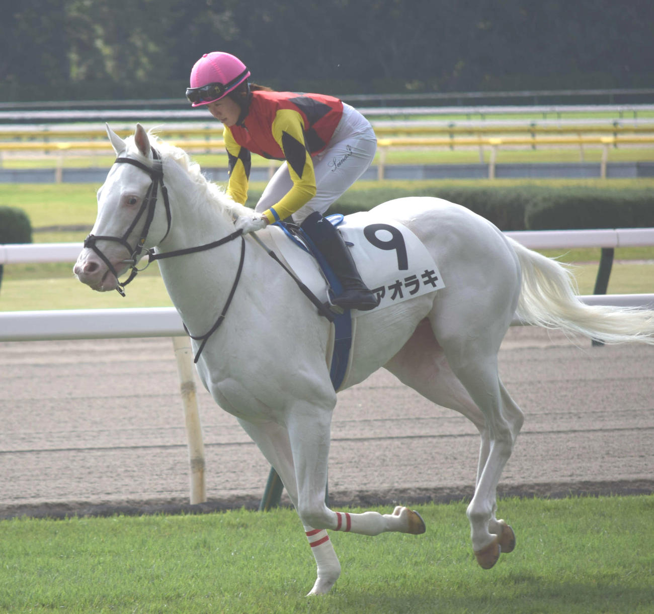 新潟2Rで4着に入ったアオラキに騎乗する今村騎手（撮影・桑原幹久）