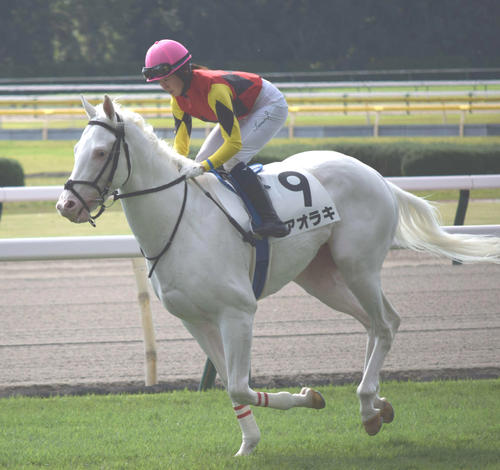 今村聖奈騎手 大人しくて顔もかわいい 新潟2rで白毛馬アオラキに騎乗し４着 ２歳馬特集 競馬写真ニュース 日刊スポーツ