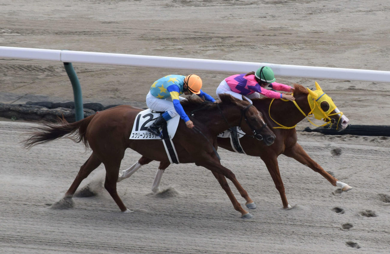 新潟3Rを勝った今村騎手（奥）とオースミメッシーナ（撮影・桑原幹久）