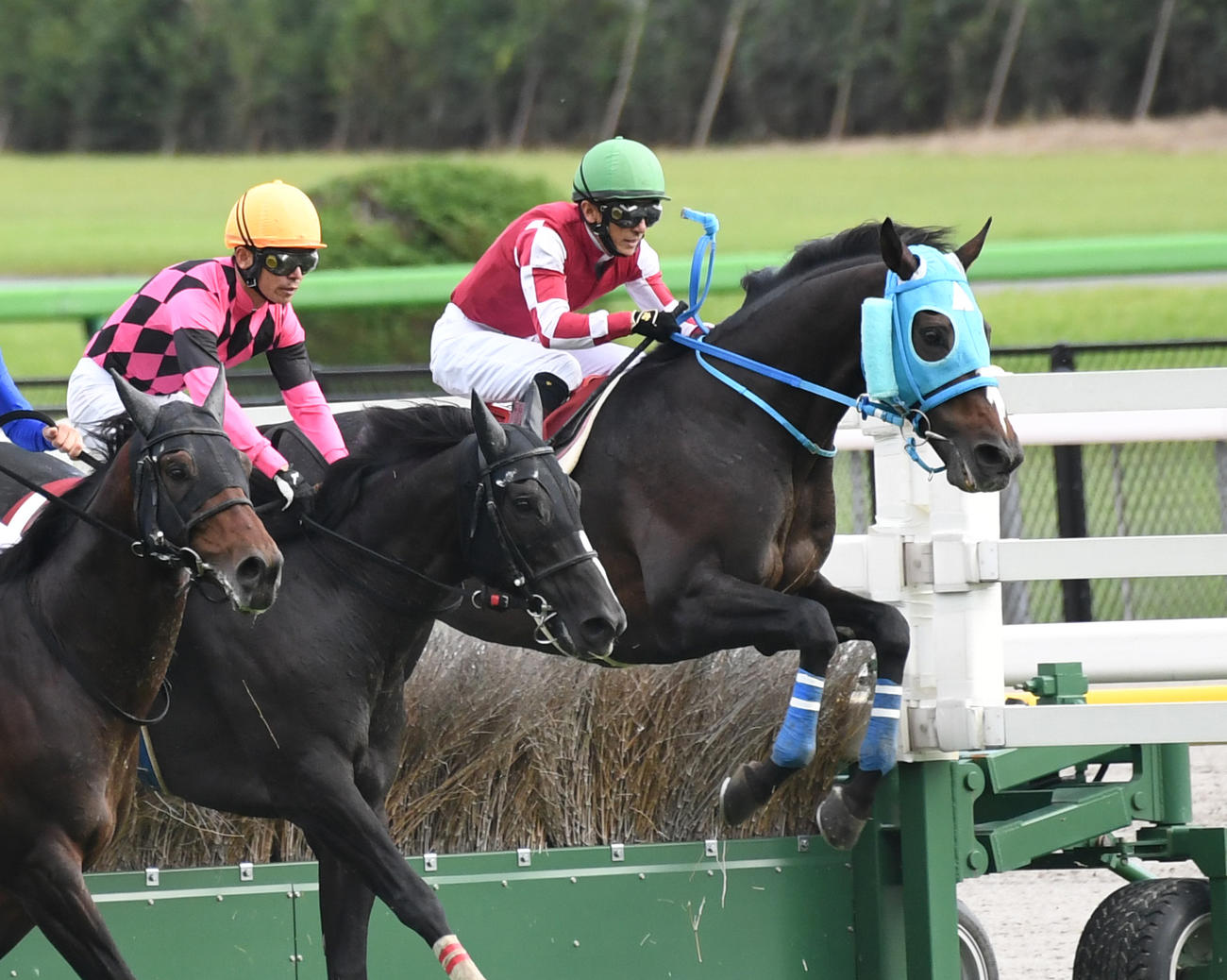 東京ハイジャンプで9着に敗れたオジュウチョウサン（右）（撮影・柴田隆二）