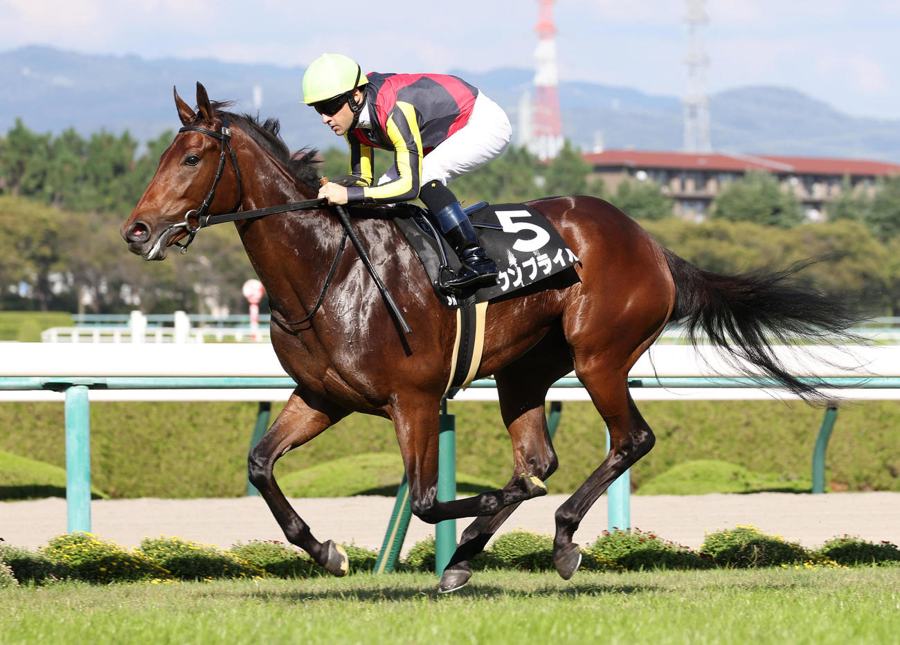 直線鋭く伸びてもみじSを快勝したウンブライルとルメール騎手（撮影・白石智彦）