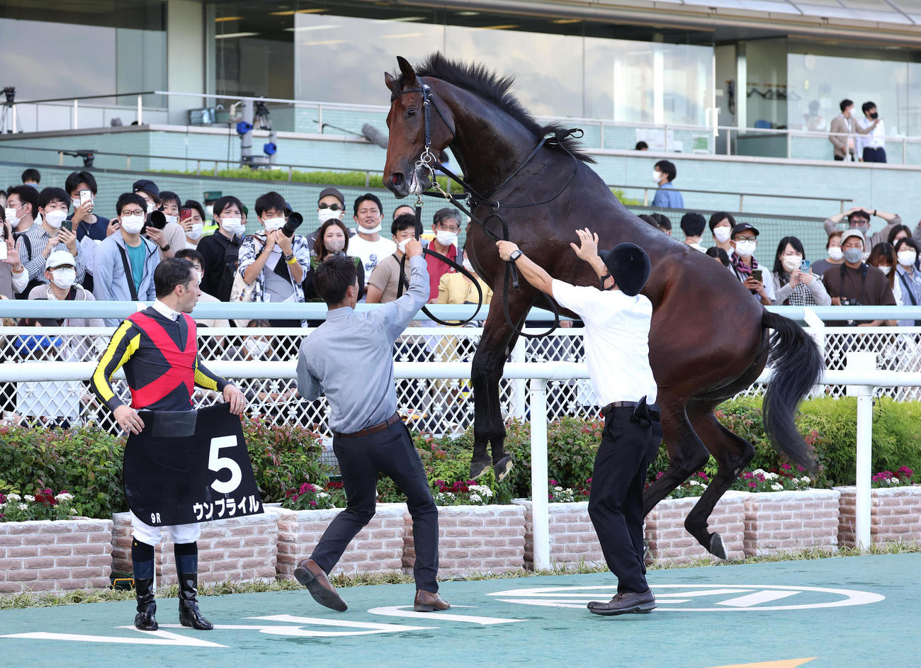口取りの撮影中に跳び上がる、もみじSを制したウンブライル（撮影・白石智彦）
