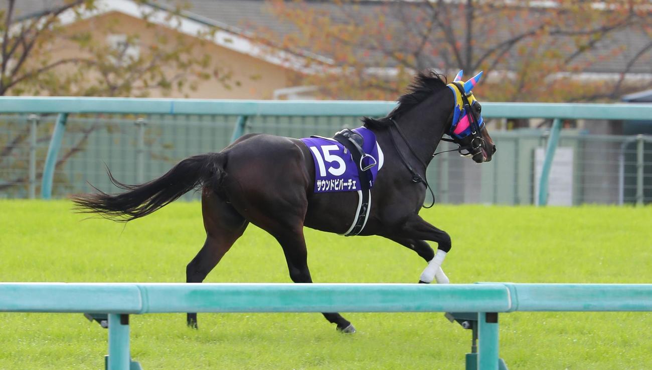 岩田望騎手を振り落とし放馬したサウンドビバーチェ