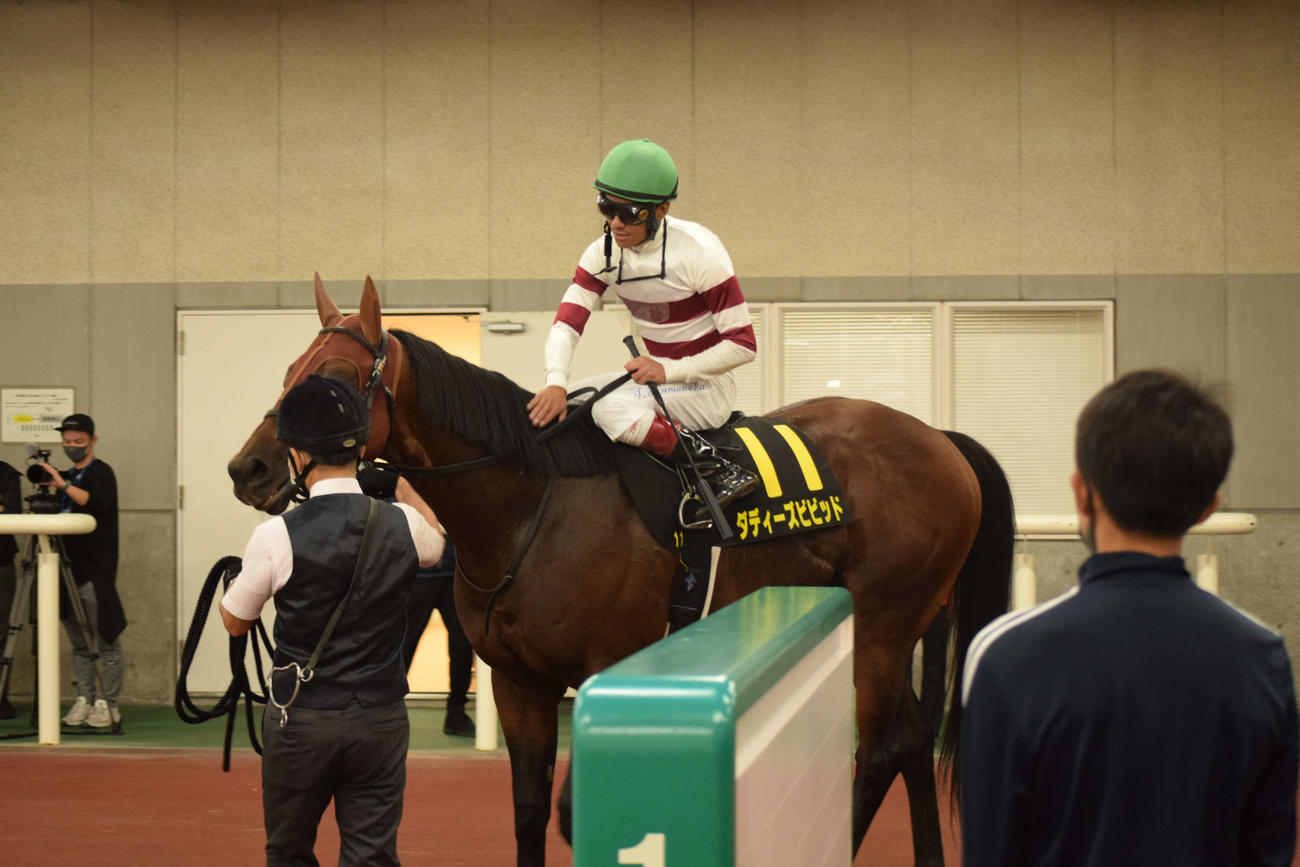 新潟11Rを制したダディーズビビッドと浜中騎手（撮影・桑原幹久）